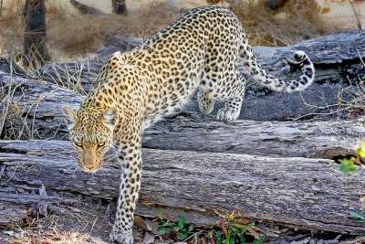 豹 非洲 苹果浏览器 野猫 博茨瓦纳 大猫 国家公园 自然