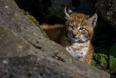 年轻的天猫 猞猁 捕食者 野猫 大猫