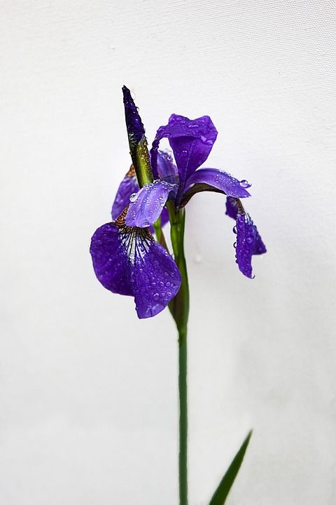 虹膜 花 植物 紫色的花朵 花瓣 盛开 野花 花园 自然 夏天