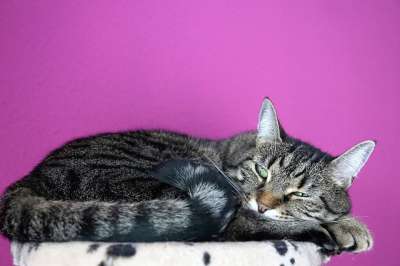 猫 可爱的 动物 家畜 国内的 哺乳动物 小猫 灰色的 肖像