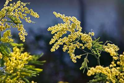 含羞草 花朵 春天 绽放 黄色的花 含羞草花 小花 3 月 8 日