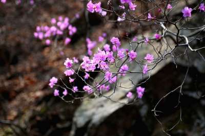大自然 花 植物 野花 映山红 在森林里 谷 岩 大韩民国 山