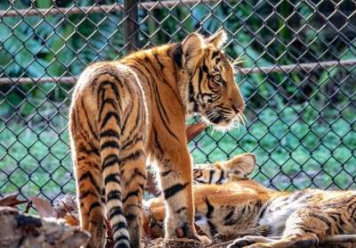 马来虎崽 老虎 幼兽 猫科动物 野生猫 带区卷的毛皮 哺乳动物