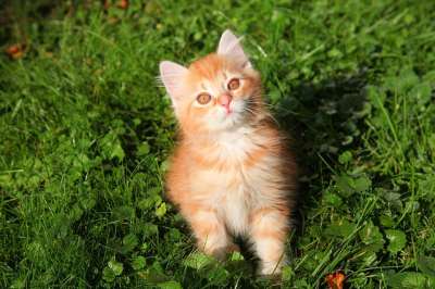 猫 年轻的猫 红猫 小猫 猫宝宝