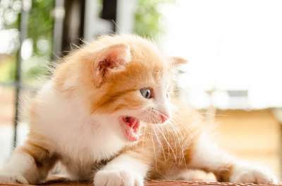 猫 攻击性 狮子 危险 猫科动物 老虎 昂贵的