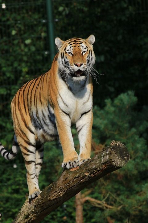 老虎 捕食者 野生动物 森林 猫科动物 自然 动物 动物摄影