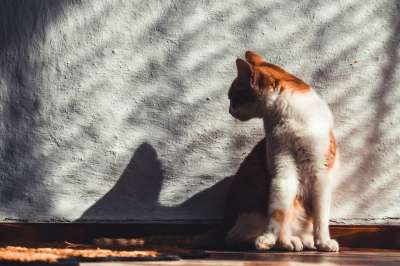 猫 宠物 猫科动物 动物 毛皮 基蒂 国内的 国内的猫 猫肖像