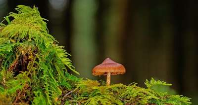 蘑菇 苔藓 小蘑菇 光盘真菌 森林蘑菇