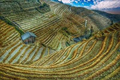 稻田 中国 亚洲 白饭 乡村的 阳台 种植园 中国人 风景