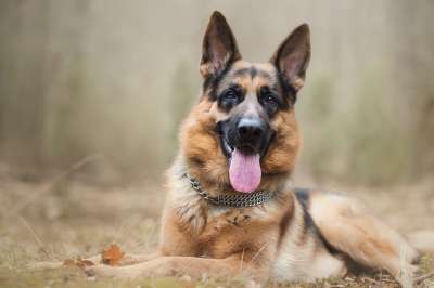 狗 牧羊人 动物 宠物 小狗 犬类 品种 棕色的狗 棕色的小狗