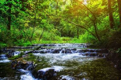 溪 流动 水 景观 自然 森林 溪流 苔藓 石头 落下 树木