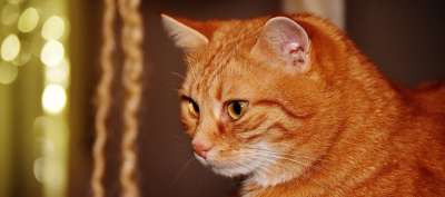 猫 宿醉 红色的 乐趣 可爱的 鲭鱼 老虎 舒适 动物 家猫