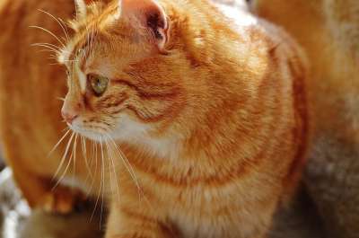 猫 宿醉 红色的 可爱的 鲭鱼 老虎 舒适 动物 家猫 毛皮