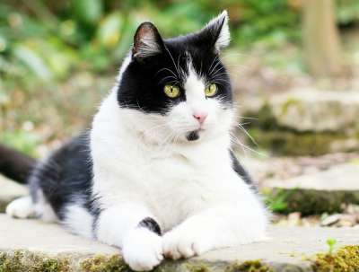 猫 黑和白 家畜 户外 说谎