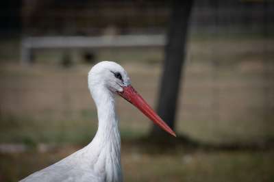 鹳 白鸟 Ciconia Ciconia 野生动物 自然 动物