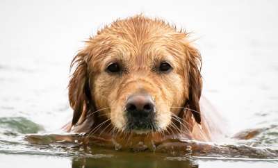 狗 金毛猎犬 流动 水 洗澡 关闭 家畜 游泳