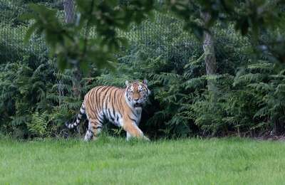 老虎 捕食者 猎人 自然 动物 野生动物 危险的 条纹 猫 兽