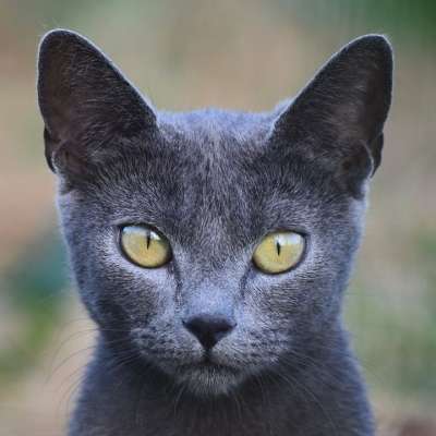 猫 动物 可爱的 哺乳动物 小猫 灰色的 年轻 眼睛