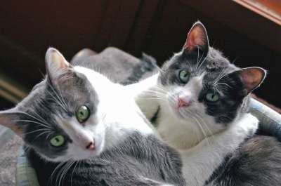 猫 拥抱 同谋