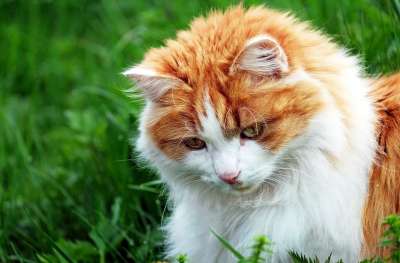 猫 宿醉 红色宿醉 鲭鱼 草 肖像