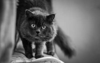 猫 眼睛 盯 一瞥 动物 宠物 肖像 国内的 可爱的 小猫