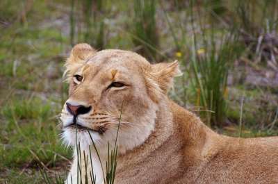 母狮 狮子 动物 哺乳动物 大猫 野生动物 捕食者 苹果浏览器