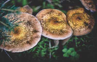 蘑菇 森林地面 自然 森林 落下