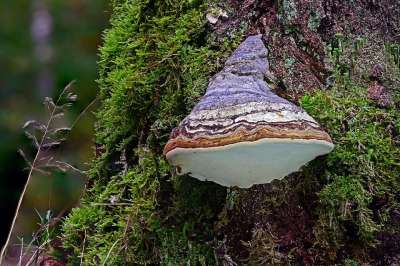 树 蘑菇 苔藓 森林 火种海绵 海绵 子实体 自然