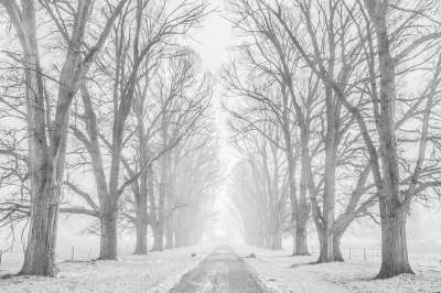 树 植物 枝杈 路 小路 雪 冬天 寒冷的 灰色的树 灰色时