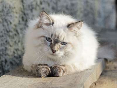 猫 纯种猫 可爱的