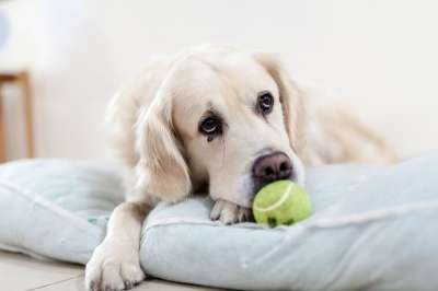 狗 金毛猎犬 宠物 动物 伤心 网球
