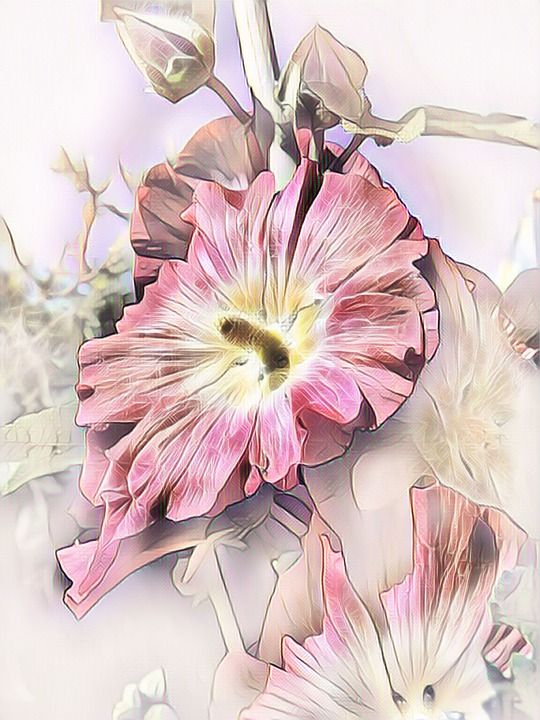 蜀葵 照片的艺术 数码绘画 自然 粉色的 开花 浪漫的 花