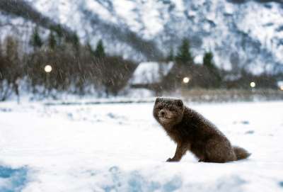 冰岛 北极狐 景观 冬天 雪 下雪 天气 动物 野生动物
