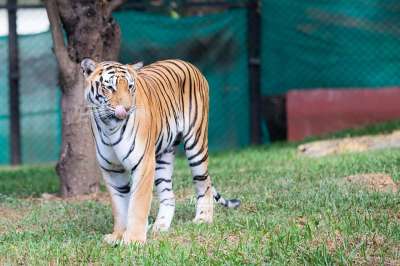 老虎 猫科动物 条纹 哺乳动物 野生动物 动物群