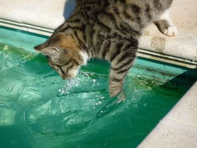 在游泳池里钓鱼的猫 宠物 猫科动物 毛茸茸的 掀起波澜 可爱的 水