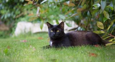 黑 小猫 猫 家猫 黑色的猫 宠物 黑色的猫花园
