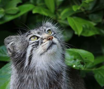 帕拉斯猫 猫 手动 荒野 野生猫 可爱的 野生动物 自然 动物