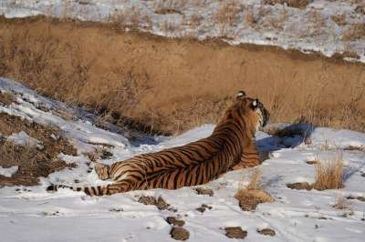 老虎 猫 猫科动物 条纹 毛皮 外套 横卧 雪 冬天 动物