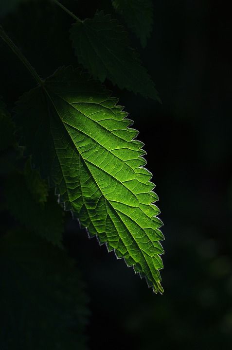荨麻 叶子 植物 叶脉 植物群 自然 黑暗的 特写