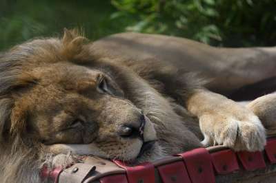 狮子 Felida大型猫科动物 捕食者 食肉动物