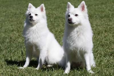 Spitz 宠物 狗 小狗 宠物狗 公园 共识 盯 可爱的