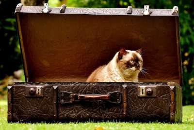 手提箱 古董 猫 英国短毛猫 乐趣 好奇的 皮革 旧手提箱 垃圾