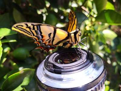 昆虫 蝴蝶 君主 院子 自然 Lepidóptera 节肢动物