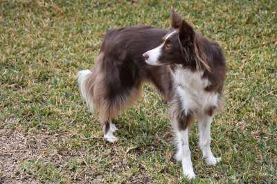 边境牧羊犬 狗 宠物 犬类 动物 毛皮 鼻子 哺乳动物 狗肖像
