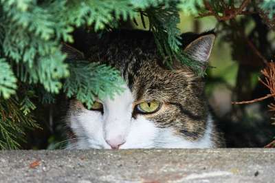 猫 隐 手表 潜伏 在潜伏 家畜 关闭 细心 偷偷 肖像