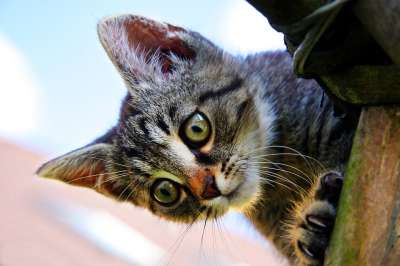 猫 小猫 头 灰色的 家猫