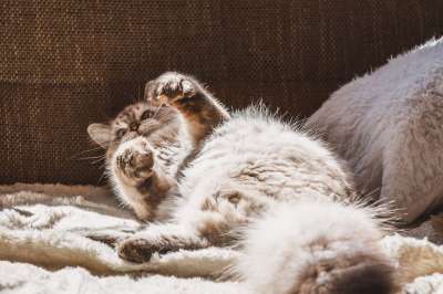 猫 猫科动物 俏皮的 长椅 国内动物 动物
