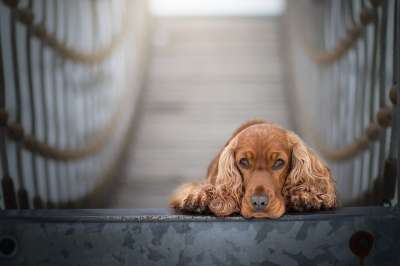 可卡犬 西班牙猎犬 套 狗 动物 小狗 英语可卡犬 灰狗