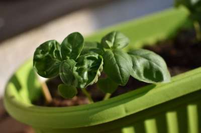 罗勒 草本植物 工厂