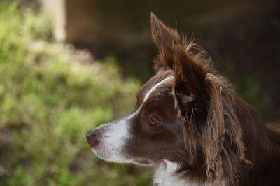 边境牧羊犬 狗 宠物 犬类 动物 哺乳动物 自然